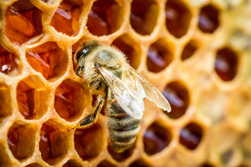 Bijen in een bijenkorf op honingraat