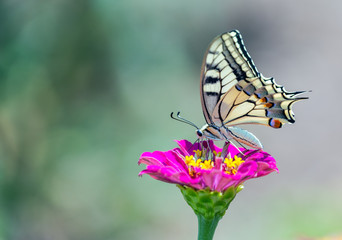 Fototapeta na wymiar Old World Swallowtail butterfly feeding on flower