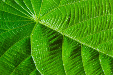 Fototapeta premium green leaf texture as background