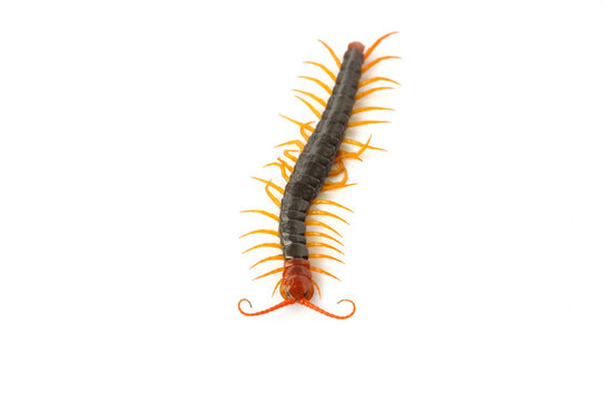Centipede