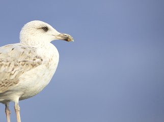 seagul seaside bird sitting on tube at the sea