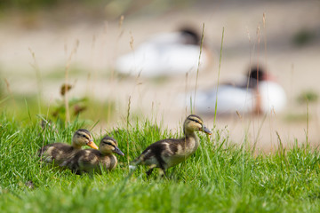 Small ducklings outdoor on green grass