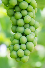 Unripe green grapes