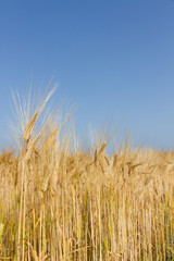 field of barley