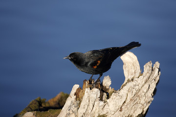 Red-winged blackbird, Agelaius phoeniceus
