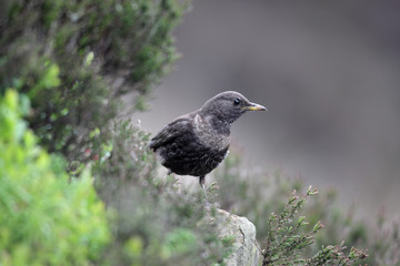 Ring ouzel, Turdus torquatus
