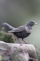 Ring ouzel, Turdus torquatus