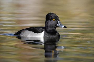 Ring-necked duck, Aythya collaris