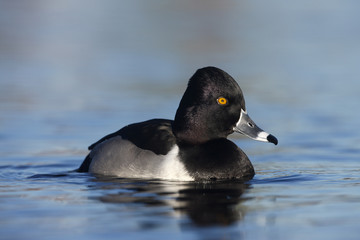 Ring-necked duck, Aythya collaris