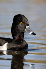 Ring-necked duck, Aythya collaris