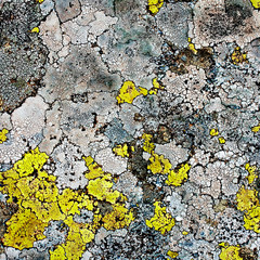 lichens as background