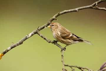 Lesser redpoll, Carduelis cabaret