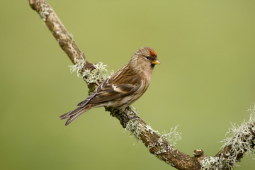 Lesser redpoll, Carduelis cabaret