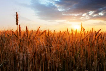 Photo sur Plexiglas Campagne Champ de blé au coucher du soleil