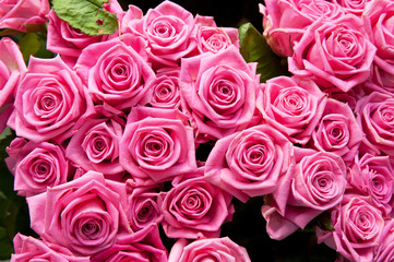roses background