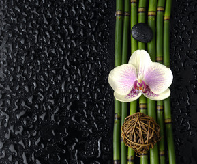 bamboo grove and white orchid with stones on wet background