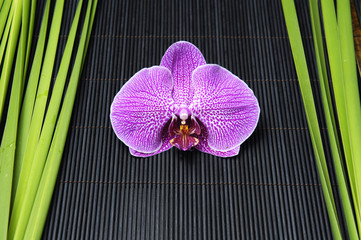 beautiful orchid and green plant on mat