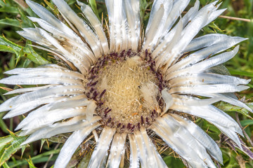  Silberdistel, Carlina acaulis