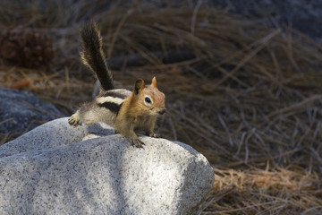 Chipmunk