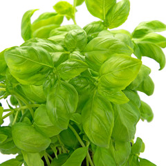 Basilikum - Ocimum basilicum