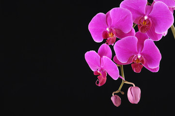 Fototapeta na wymiar Pink branch orchid on black background