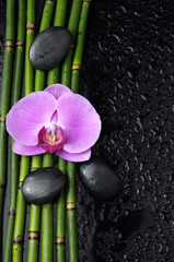 Fototapeta na wymiar orchid and black stones and thin bamboo grove on wet background