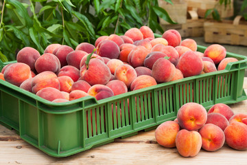 Peach fruits