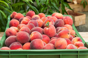 Peach fruits