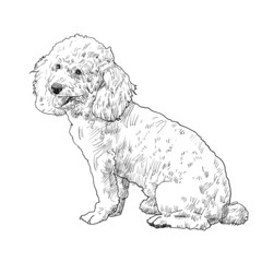 The vector of shihtzu