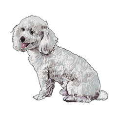 The vector of shihtzu