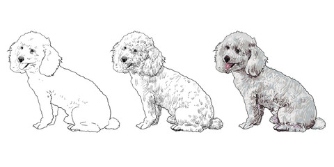 The vector of shihtzu