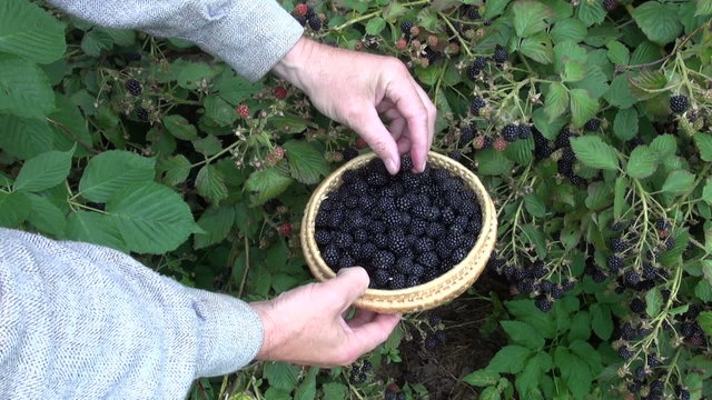picking fresh blackberry berry from garden bush