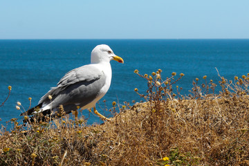 Seagull on a cliff-top