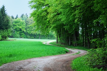 Obraz premium Waldweg