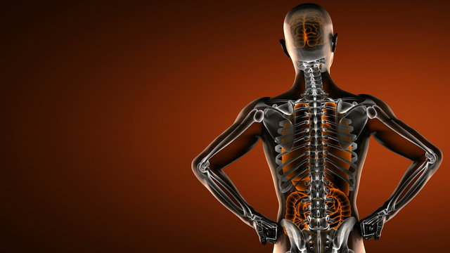 human entrails radiography scan 