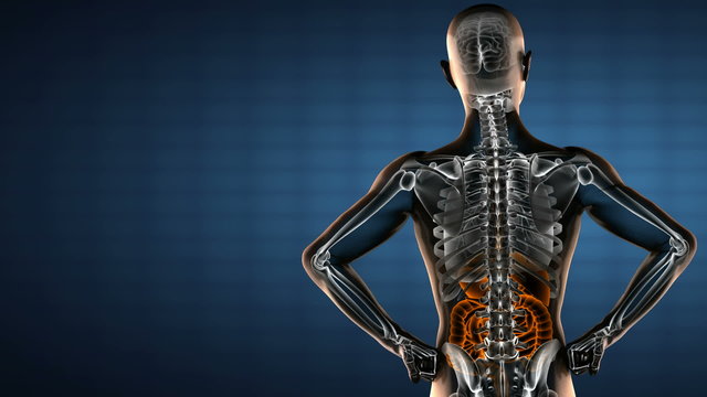 human entrails radiography scan 