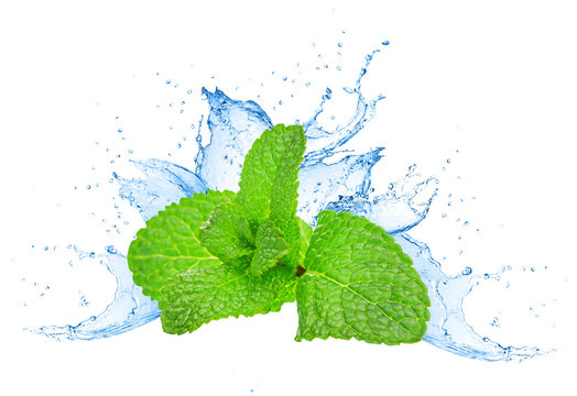 Mint Leafs Water Splash