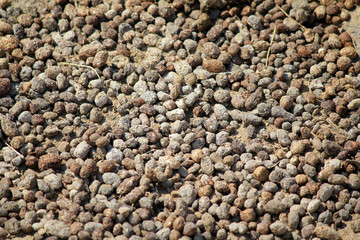 Excrements of hyrax