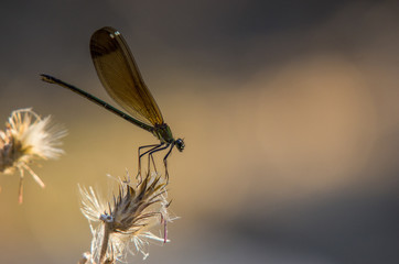 demoiselle, Corse © B.Bouvier