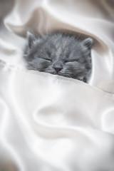 Small grey kitten sleeping in silks