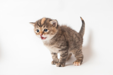 Small striped kitten meowing on a white background