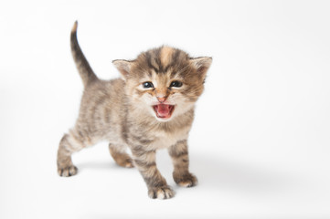 Small striped kitten meowing on a white background
