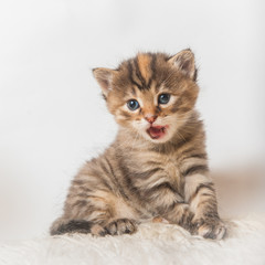 Fototapeta na wymiar Small striped kitten on a white background