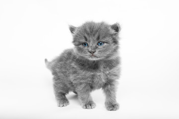 Small grey kitten on a white background