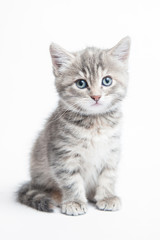 Fototapeta na wymiar Small grey striped kitten on a white background