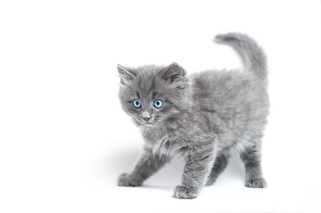 Small grey kitten playing on a white background