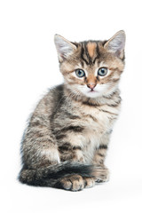 Small striped kitten on a white background