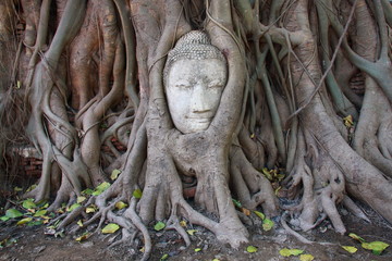 Buddha's head in banyan tree roots