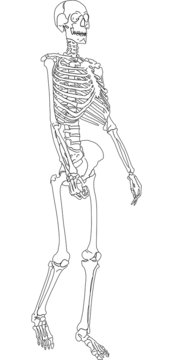 single human skeleton sketch