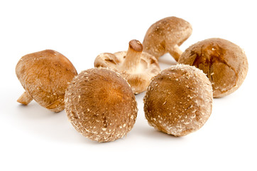 Shiitake